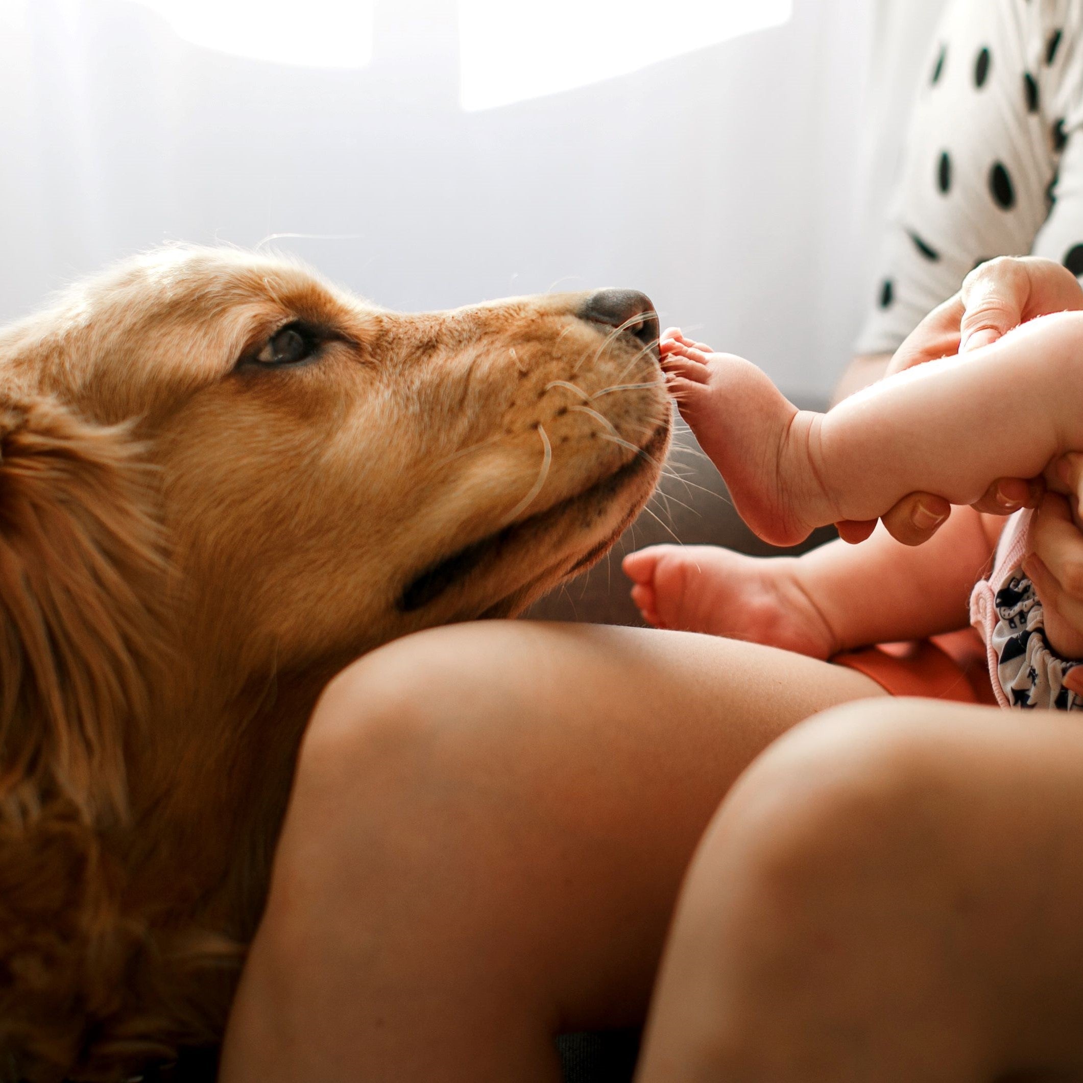 A dog Golden Retriever licking baby feet at home.